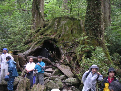 Yakushima - Wilson's Stump (Okabu Trail)