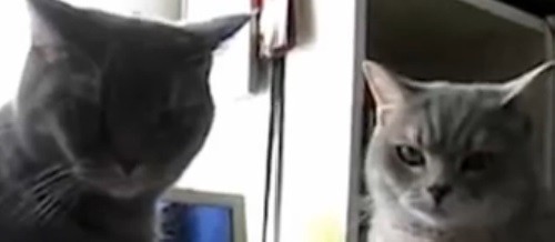 cat stare